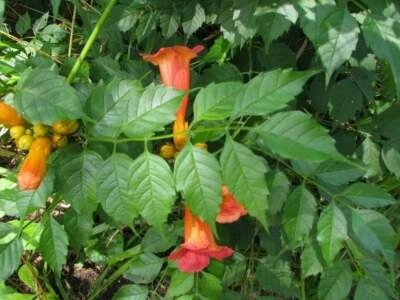 3 LIVE PLANTS ORANGE HUMMINGBIRD TRUMPET CREEPER CAMPSIS STARTER ROOTED FLOWERS - Image 1 of 2