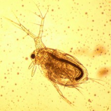 10x Moina macrocopa (Daphnia like but better) Culture Eggs (Live Food for Fish)