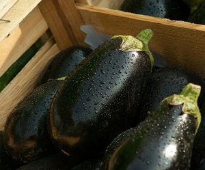 ☺100 graines d aubergine black beauty - Imagen 1 de 1