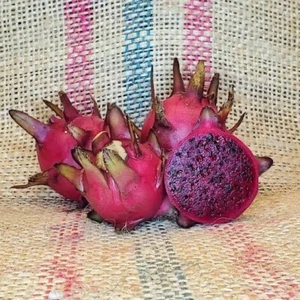 Michelle - Dragon Fruit (1x Cutting 15-17cm) Edible Plant Cactus - Picture 1 of 5