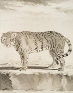 BAQUOY (*1721) nach SÈVE (*1742), Zoologische Darstellung eines Tigers, KSt. - Bild 1 von 5