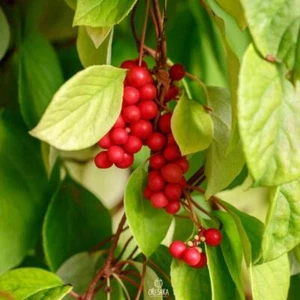 Schisandra chinensis 20tlg. frische Samen, chinesische Magnolienrebe, Schisandrasamen - Bild 1 von 9