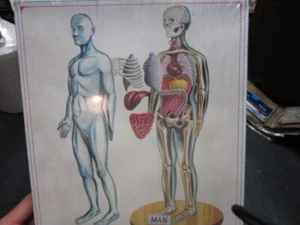 Brand New and Sealed 70's Pyro Model Man Anatomy S377-300 - Picture 1 of 3