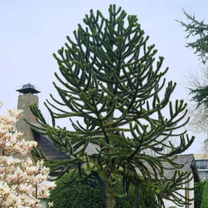 Araucaria araucana Monkey Puzzle Tree in a 9cm Pot 15-20cm Tall - Picture 1 of 5