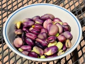 Frijol de hafava de trigo violeta extra temprano - más de 5 semillas - ¡PÚRPURA y SABROSO! H 074 - Imagen 1 de 1