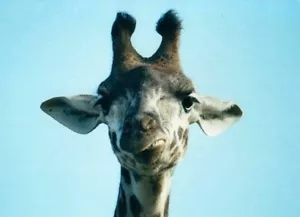 GIRAFFE POSTER Amazing Funny Shot HOT NEW RARE - Picture 1 of 1