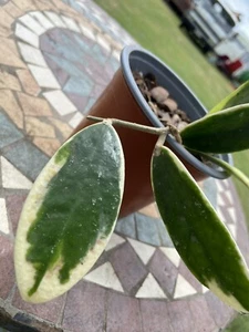 🌿Hoya Acuta Outside Variegata - Picture 1 of 5
