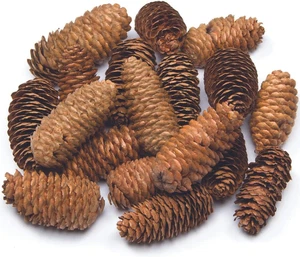 Pigne Naturali Lunghe Baker Ross (Confezione Da 20)- Ideali per Creare Modelli E - Foto 1 di 12