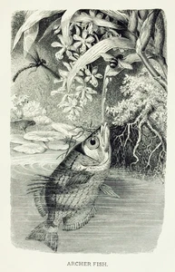 BELLA SELEZIONE del 1885 J.G. INSETTI PESCI RETTILE in legno stampe antiche - a scelta - Foto 1 di 9