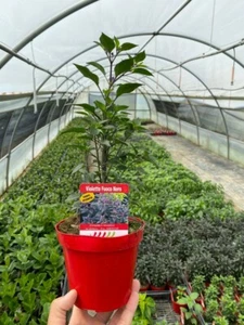 NON DISPONIBILE   PEPERONCINO PICCANTE VIOLETTO FUOCO NERO ALTA QUALITÀ VASO 14 - Imagen 1 de 3