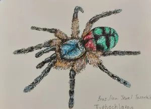 Typhochlaena seladonia gioiello brasiliano tarantola originale disegno a inchiostro - Foto 1 di 5
