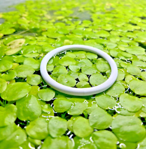 Amazon Frogbit with 75mm Floating Ring - Limnobium laevigatum, floating plant