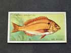 1935 John Player & Sons Sea Fishes Card # 27 Sea Bream (vg/ex)
