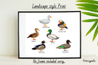 DUCK SET FUN A4 PRINT PICTURE POSTER PHOTO WALL ART HOME DECOR UNFRAMED GIFT NEW
