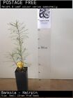 Banksia - Hairpin (banksia Spinulosa) Tree Plant