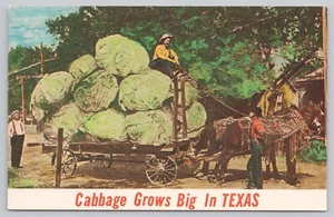 Exaggeration Postcard Colorized - Huge Cabbage Heads on Horse Drawn Wagon - Picture 1 of 2