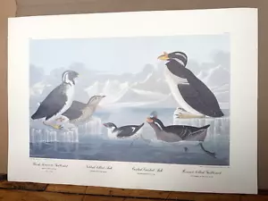 Vintage Audubon Reproduction Art Print R. Havell Guillemot Auk 30"x21" Size - Picture 1 of 8