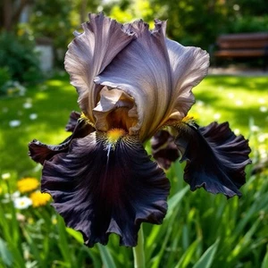 35 seltene Black & Bronze Iris Samen - markante zweifarbige Blüten für Gärten - Bild 1 von 5