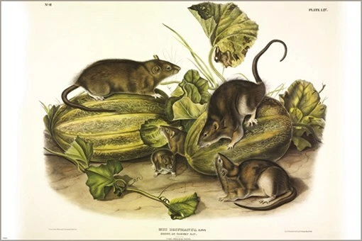 Póster artístico ilustración vintage de rata marrón o noruega de John James Audubon 20x30 Foto 1 de 1