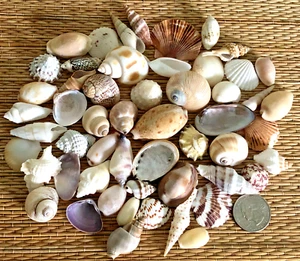50+ MIX OF BEAUTIFUL SMALL SEA SHELLS - Great for crafting - Picture 1 of 6