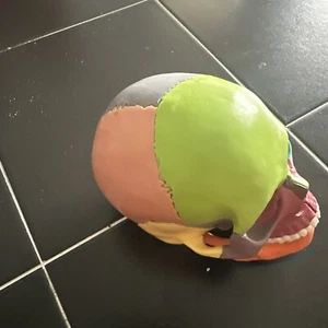 Herramienta de enseñanza escolar modelo cabeza humana 1:1 - Imagen 1 de 4