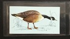 TETLEY (TEA CARD)-BRITISH BIRDS 1970-#44-CANADA GOOSE 