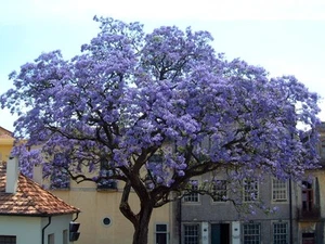 Royal Empress, Paulownia tomentosa, Baumsamen (schnell, auffällig, duftend) - Bild 1 von 8