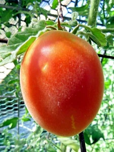 Schehizade Fuzzy Pink Tomate ist ein Augenöffner! - Bild 1 von 2