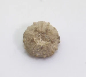 Seeigel, Milnia angularis, Jura, Oxford, Trouville Dép. Calvados,Frankreich-i811 - Picture 1 of 5