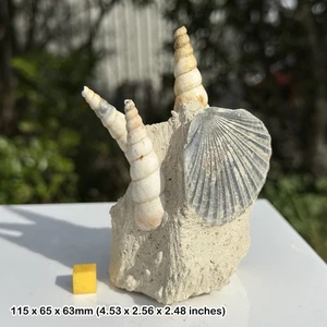 Mixed gastropod fossils on matrix - genuine specimen from miocene in france - - Picture 1 of 2