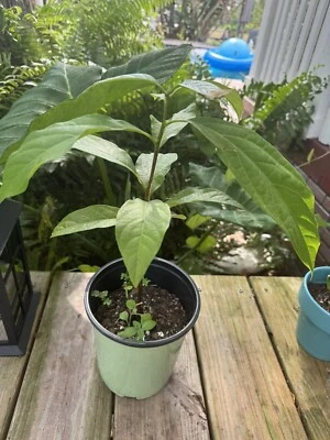 Avocado Tree Organic Self Pollinated - Image 1 of 2