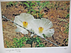MATTED PHOTOGRAPHY Lifes Cycle Flowers AP 11x14 Color by Larry Santucci