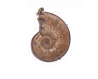 Pendant Made Of Excellent Pyritized Ammonite Mikhailov Russia Large
