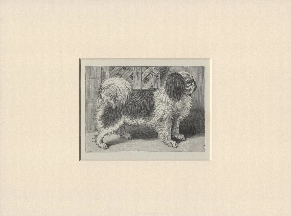 JAPANESE CHIN OLD VINTAGE 1898 DOG PRINT READY MOUNTED - Image 1 of 1