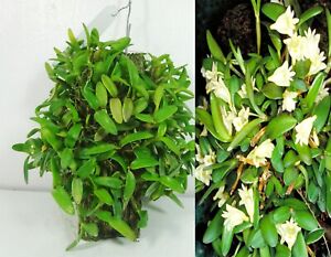 Dendrobium hymenanthum, Pachnący, Rozmiar kwitnący, Roślina storczyków, Rzadki, Ogród