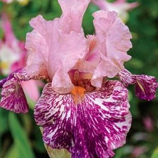Iris