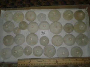 Flacher Seeigel Exemplare/Muscheln/Prüfungen aus Marokko! Großhandel Q81 - Bild 1 von 9