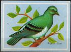 Carte chromo-Image ducative -Pigeon Bizet(Columba livia)-Oiseau-Bird-Rf.180