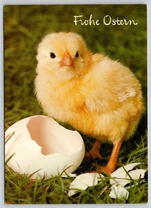 Postcard Frohe Ostern Happy Easter Hatchling Baby Chick Chicken - Picture 1 of 2