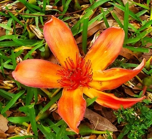 Bombax Ceiba SEMI 6 semi filo di seta rosso albero grande fiore arancione brillante raro - Foto 1 di 3
