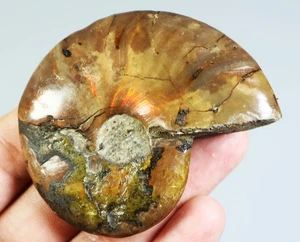 Muestra mineral de piedra de cristal de cuarzo fósil concha de amonita arco iris natural - Imagen 1 de 9