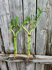 2 Live Lucky Bamboo Heart Shape Plants~ Free Bottle of Green Green Easy Care 
