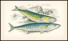 1864 Antique Colour Print - SPANISH MACKAREL Fish by COUCH (CF3/154)