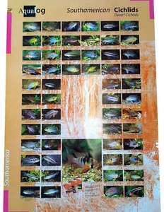 AQUALOG: Poster Dwarf Cichlids 2 (Other Dwarf Cichlids + Apistogramma) LAMINATED - Picture 1 of 1
