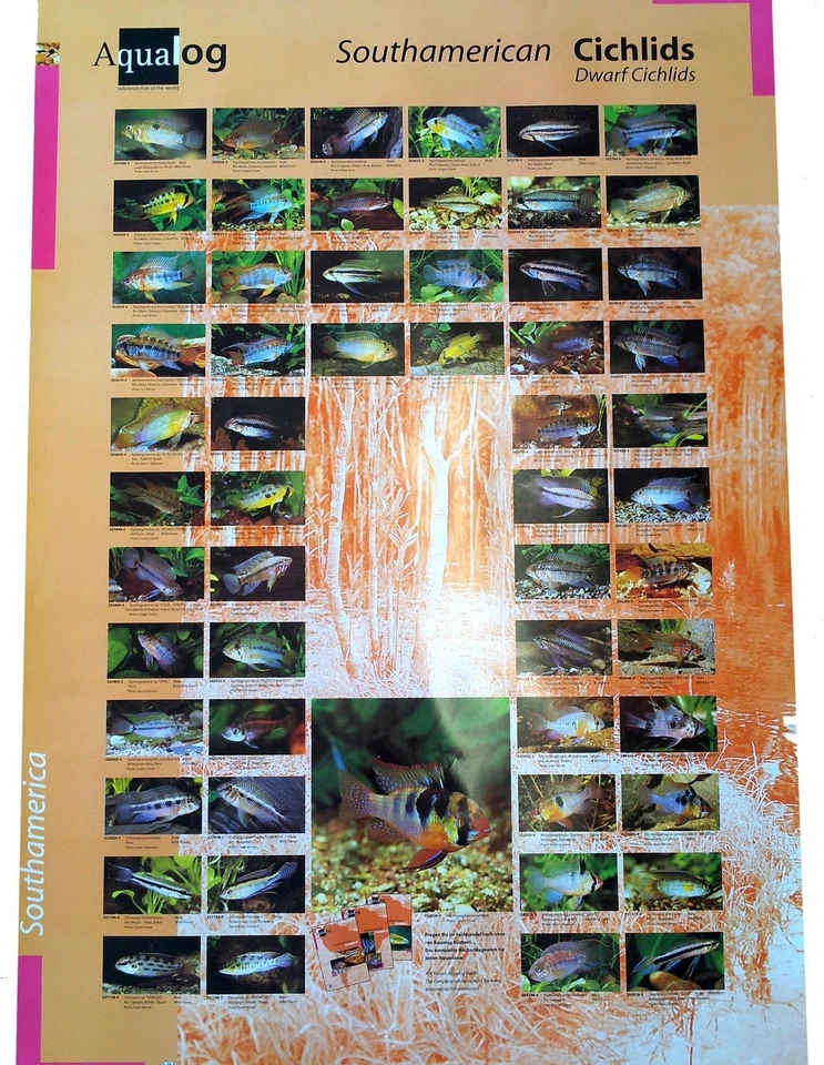 AQUALOG: Poster Dwarf Cichlids 2 (Other Dwarf Cichlids + Apistogramma) LAMINATED - Image 1 of 1