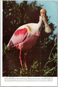 PRINT ARTICLE 1949 The Pink Birds of Texas Paul Zahl Roseate Spoonbills 14 Pages - Picture 1 of 6