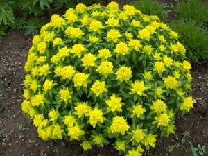 Cushion Spurge, Euphorbia policroma, semi perenni (spettacolosi, resistenti) - Foto 1 di 2