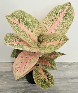 New Color !!! Aglaonema neue Mutation mit toller Farbe - Y383 - Bild 1 von 6