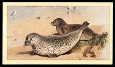 Grandee British Mammals 1982 - Common Seal No. 9