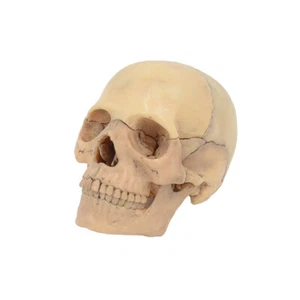 1:2 MINI Medical Science human skeleton 15 parts Adult Humans Skull Model - Picture 1 of 6